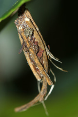 Psychidae