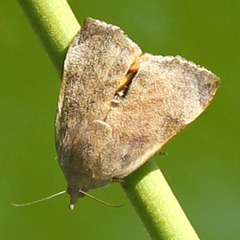 Lepidoptera