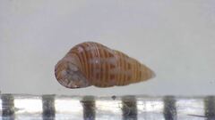 Diala albugo