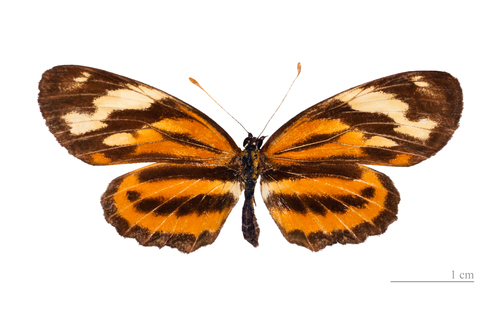 Tiger Crescent