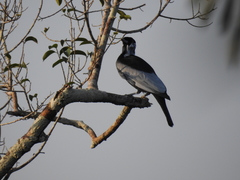 Gymnoderus foetidus