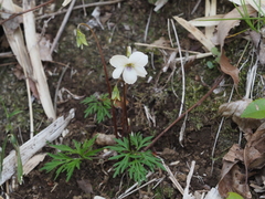 Viola chaerophylloides sieboldiana