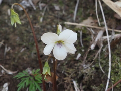 Viola chaerophylloides sieboldiana