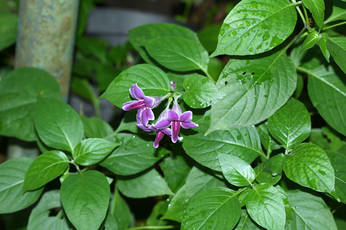 Asystasia nemorum, photograph 3