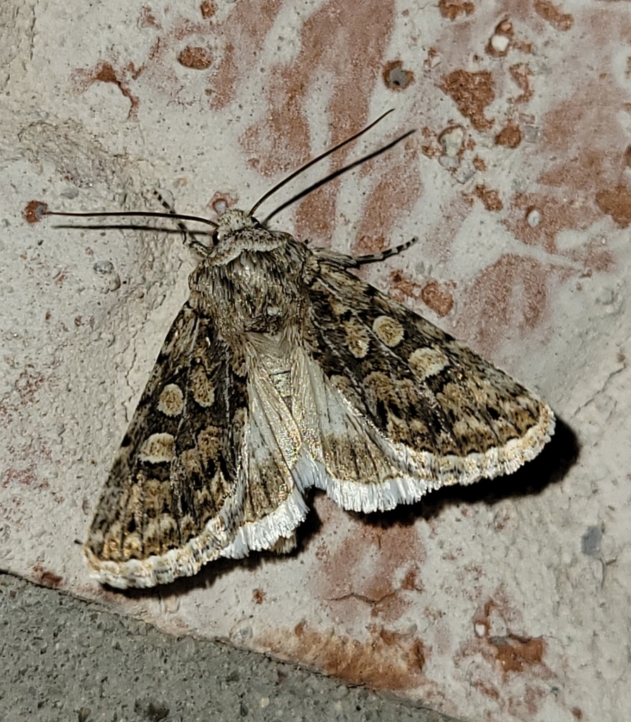 Sympistis augustus