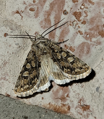 Sympistis augustus Harvey, 1875