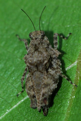 Tetrigoidea