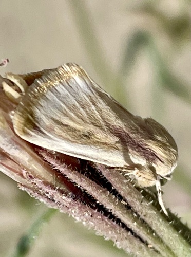 Spanish Needles Flower Moth photo 4