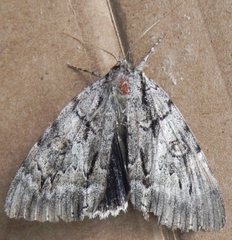 Catocala retecta