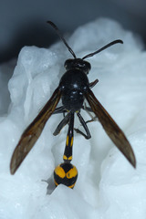Phimenes flavopictus blanchardi