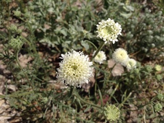 Chaenactis fremontii