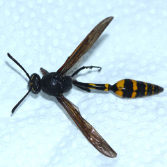 Phimenes flavopictus blanchardi