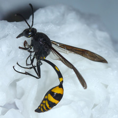 Phimenes flavopictus blanchardi