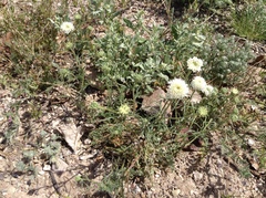 Chaenactis fremontii