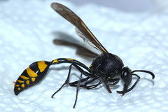 Phimenes flavopictus blanchardi