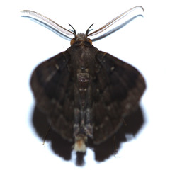 Lepidoptera