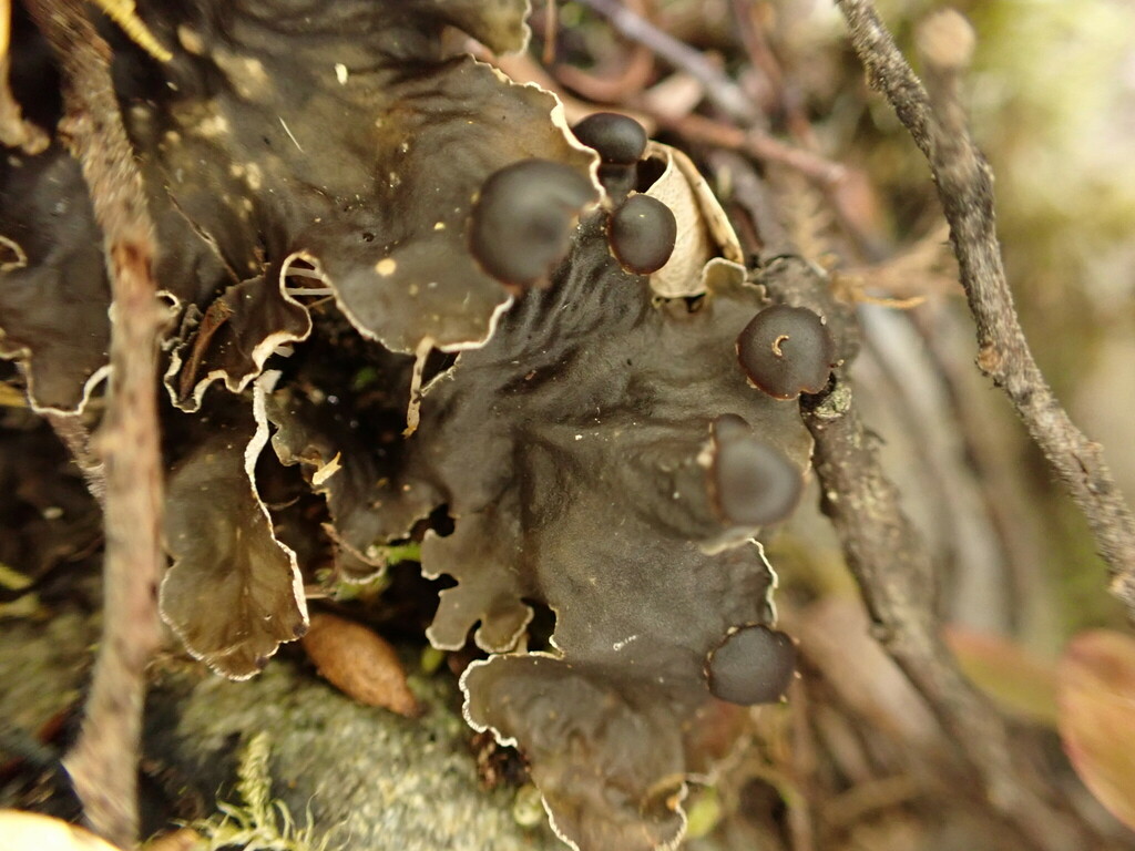 Peltigera tereziana