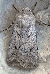 Agrotis vetusta