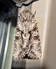 Achatia distincta