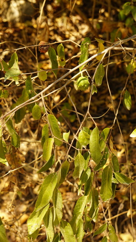 Annona globiflora observed 2023-03-26