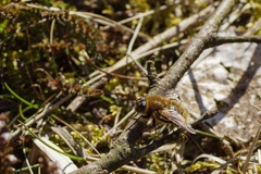 Tachina ursina
