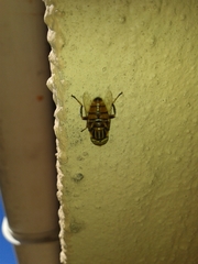 Eristalinus barclayi
