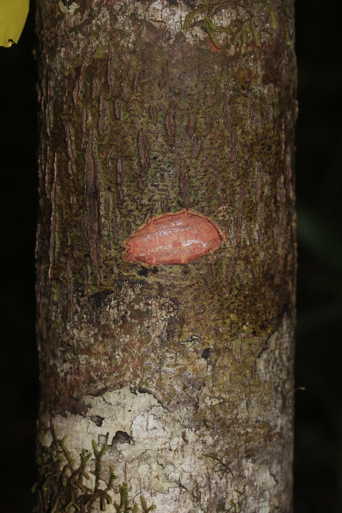 Pycnandra glabella