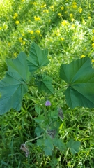 Malva nicaeensis