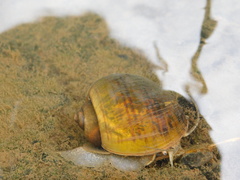 Aruá (Pomacea canaliculata)