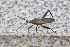 Notobitus meleagris