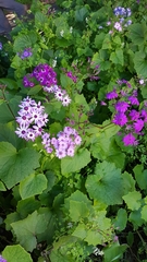 Pericallis × hybrida