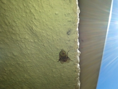 Eristalinus barclayi