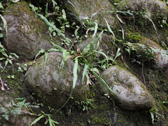 Asplenium ruprechtii