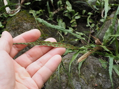 Asplenium ruprechtii