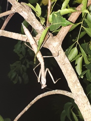 Archimantis armata