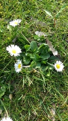 Bellis perennis