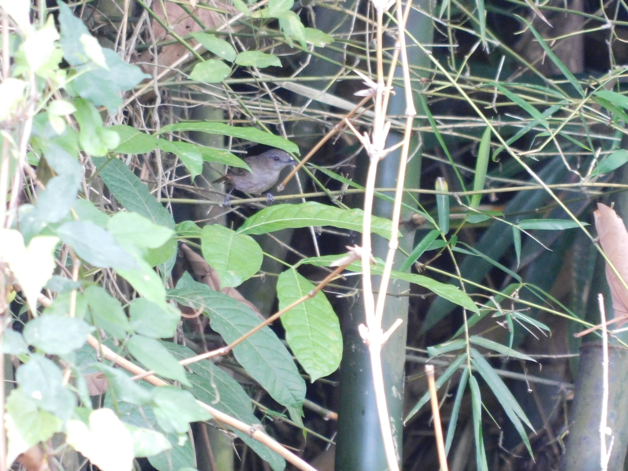Horsfield's Babbler illustration