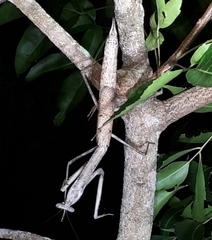 Archimantis armata