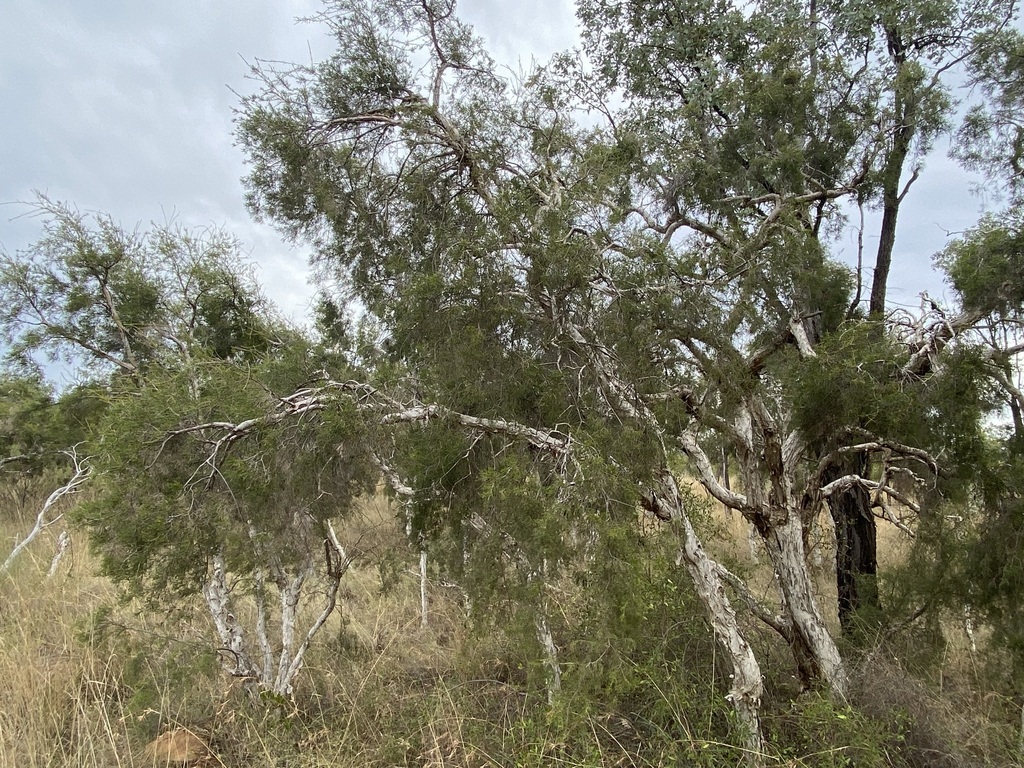 bottlebrushes from Jericho QLD 4728, Australia on April 29, 2023 at 11: ...