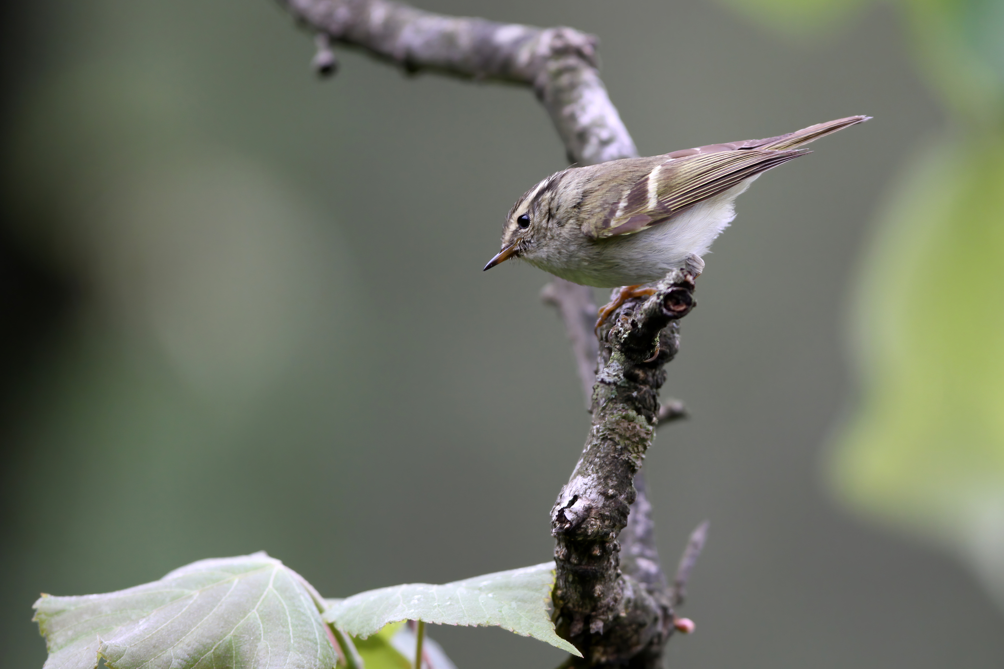 Sichuan Leaf Warbler