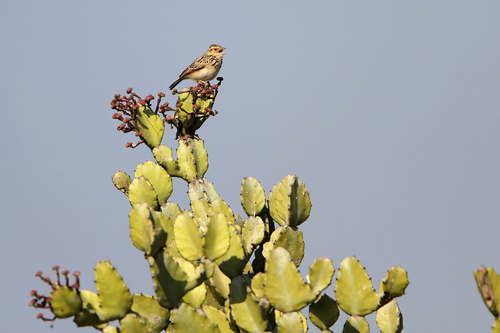 Burmese Bush Lark (Plocealauda microptera), photo 7