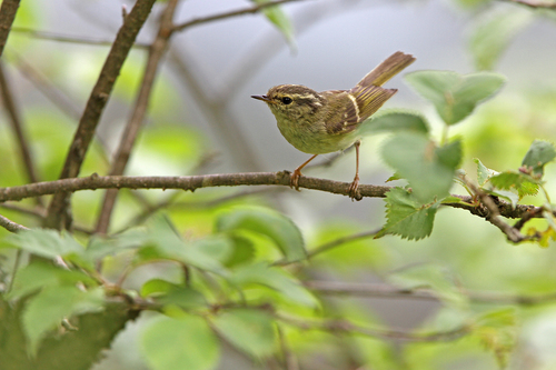 Sichuan Leaf Warbler (Phylloscopus forresti), photo 5