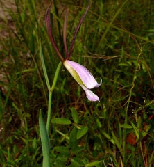 Cleistesiopsis divaricata