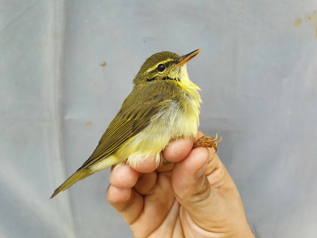 Japanese Leaf Warbler photo