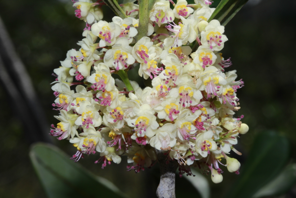 Guioa glauca