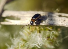 Longitarsus dorsalis