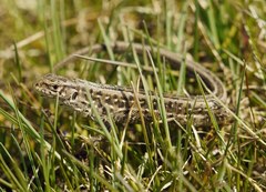 Lacerta agilis