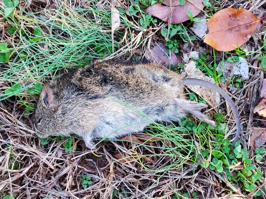 Hispid Cotton Rat from Farmington, AR 72730, USA on November 24, 2023