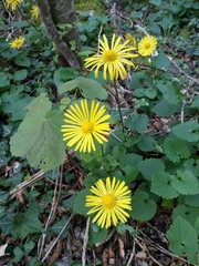 Doronicum