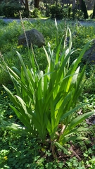 Chasmanthe floribunda